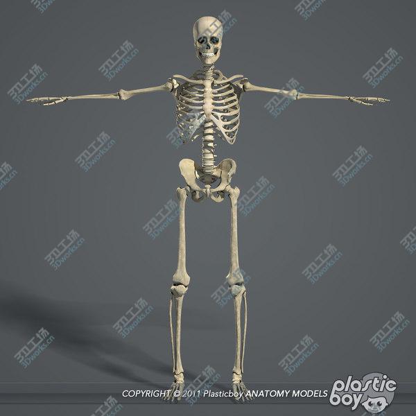 images/goods_img/20210312/3D MAYA RIGGED Female Body, Muscular & Skeletal Systems Anatomy 3D Model/5.jpg